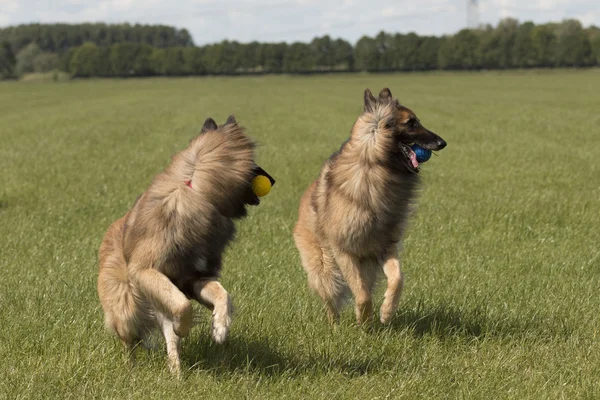 Two dogs running with balls — Stock Photo, Image