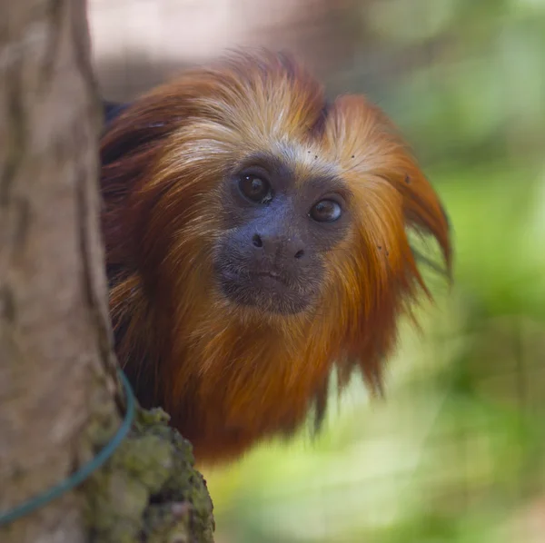 Leone a testa d'oro Tamarin — Foto Stock