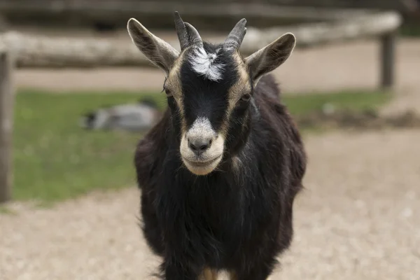 Headshot of four horned goat — Stock fotografie
