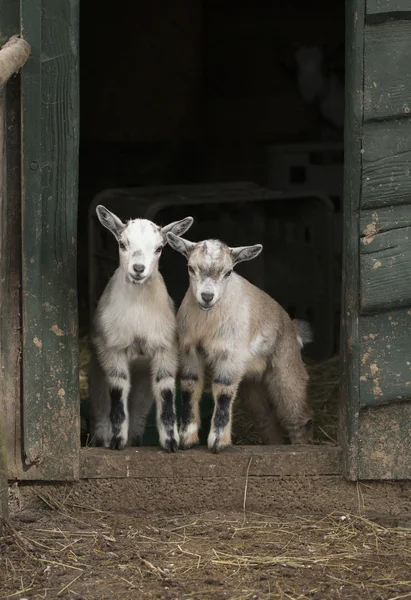Deux jeunes chèvres à quatre cornes — Photo