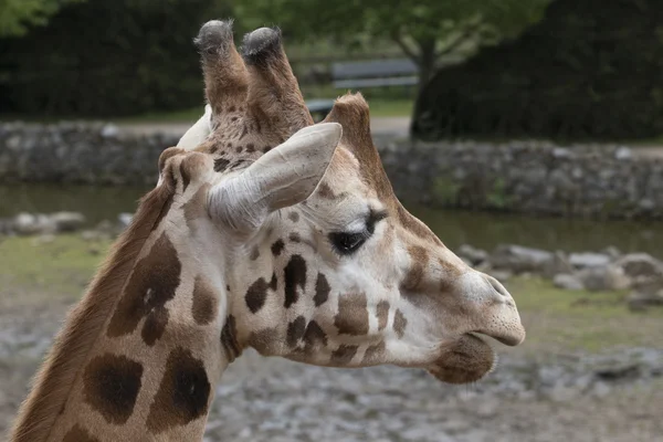 Headshot giraffe, close up — Stok fotoğraf