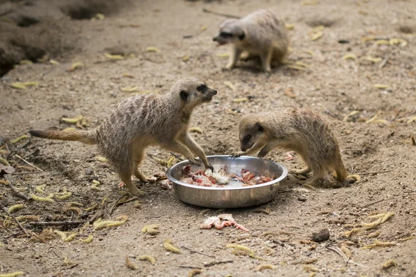 Meerkats manger des poussins — Photo