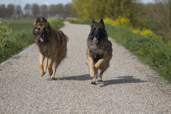 Two Belgian Shepherd Tervuren dogs running outside — Zdjęcie stockowe