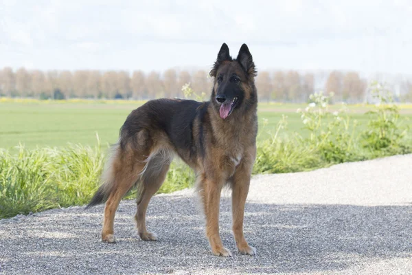 Belgian shepherd Tervuren, standing — Stock Photo, Image