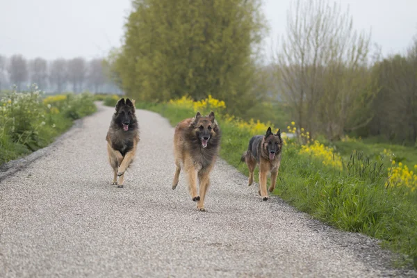 Tres perros pastor belga Tervuren corriendo fuera — Foto de Stock