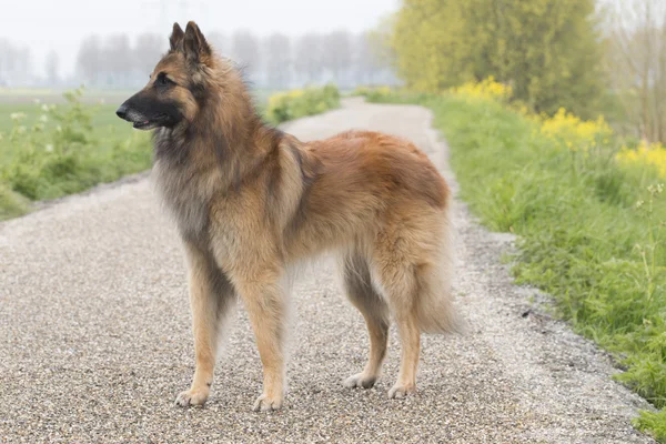 Pastor belga Tervuren perro, de pie — Foto de Stock