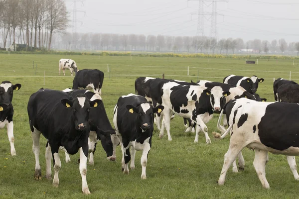 Vacas em prados — Fotografia de Stock