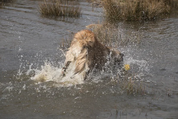 Hond springt in het water — Stockfoto