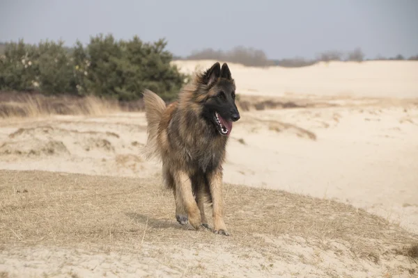 Belgian Shepherd Tervuren Dog, Running In The Sand — Stockfoto