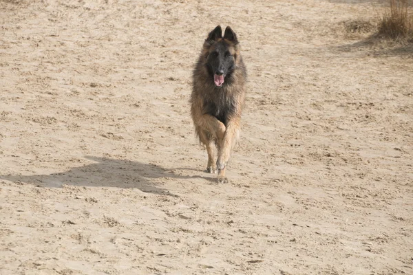 Belgian Shepherd Tervuren dog, running in the sand — Stock Photo, Image