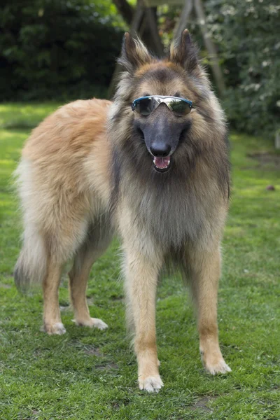 Belga pastor tervuren perro con gafas de sol — Foto de Stock