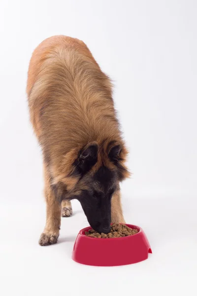Pastor belga, perro Tervuren, comiendo de un tazón rojo Imagen De Stock