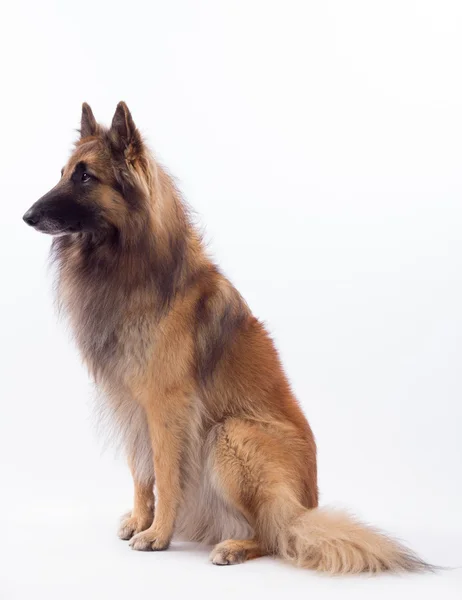 Tervuren perro sentado, fondo blanco estudio Imagen De Stock