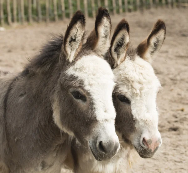 Cabeza de dos burros Fotos De Stock