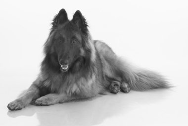 Köpek, Belçika çoban Tervuren, siyah ve beyaz izole