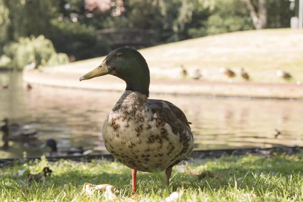 Wild duck, close-up — Stock Photo, Image