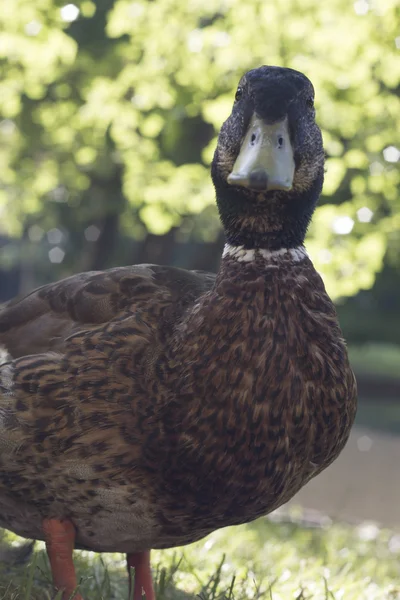 Pato selvagem, close-up — Fotografia de Stock