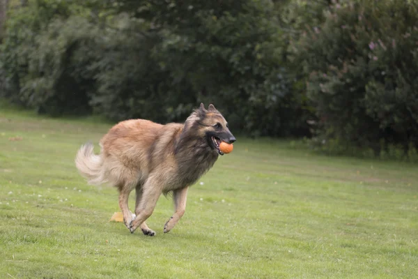 Perro, pastor belga Tervuren, corriendo en la hierba — Foto de Stock