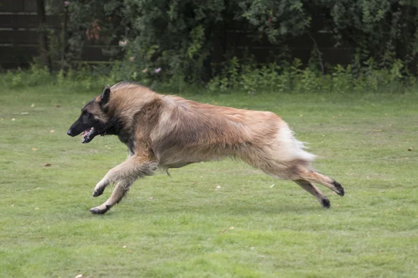 Dog, Belgian Shepherd Tervuren, running in grass — Stock Photo, Image