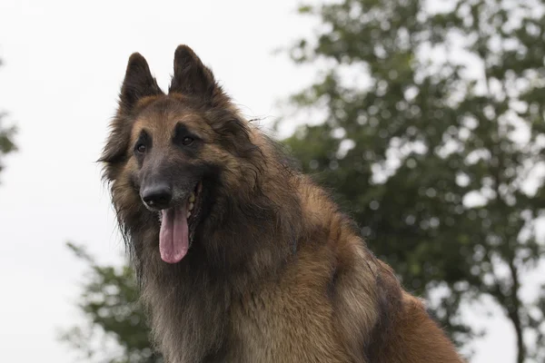 Hund, belgisk vallhund Tervuren — Stockfoto