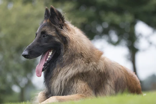 Cão, pastor belga Tervuren, deitado na grama — Fotografia de Stock