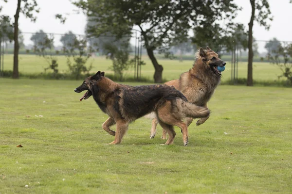 两只狗，比利时牧羊犬 Tervuren，在草丛中玩耍 — 图库照片