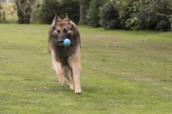 Cão, pastor belga Tervuren — Fotografia de Stock