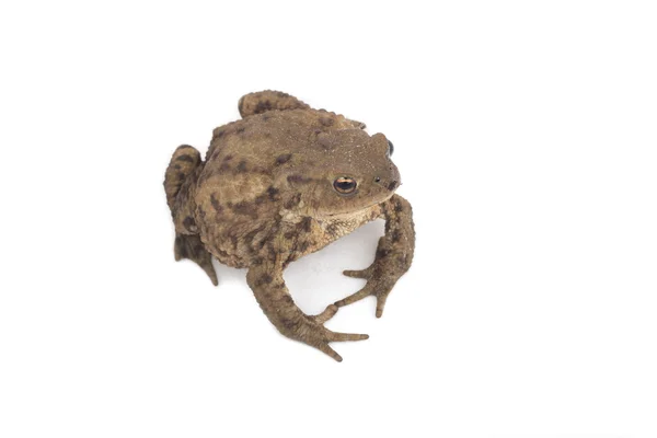 Hoptoad isolado no fundo branco — Fotografia de Stock