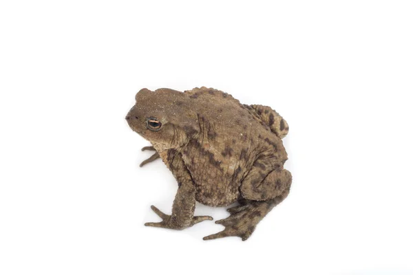 Hoptoad geïsoleerd op witte achtergrond — Stockfoto