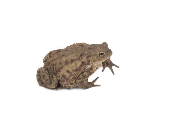 Hoptoad geïsoleerd op witte achtergrond — Stockfoto