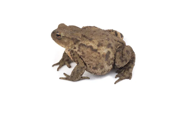 Hoptoad geïsoleerd op witte achtergrond — Stockfoto