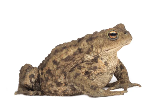 Hoptoad isolado no fundo branco — Fotografia de Stock