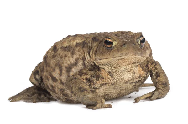 Hoptoad aislado sobre fondo blanco — Foto de Stock