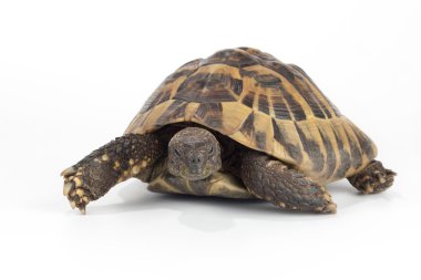 Yunan kara kaplumbağa, Testudo Hermanni