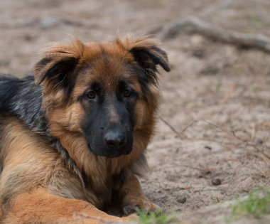 Headshot bir genç Alman çoban köpek