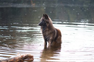 köpek ayakta su