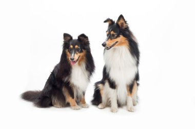 İki Shetland Sheepdogs oturmuş, izole