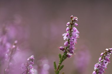 Heath, makroyla raindrops