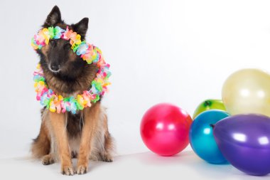 Renkli balonlar ve çelenk ile köpek