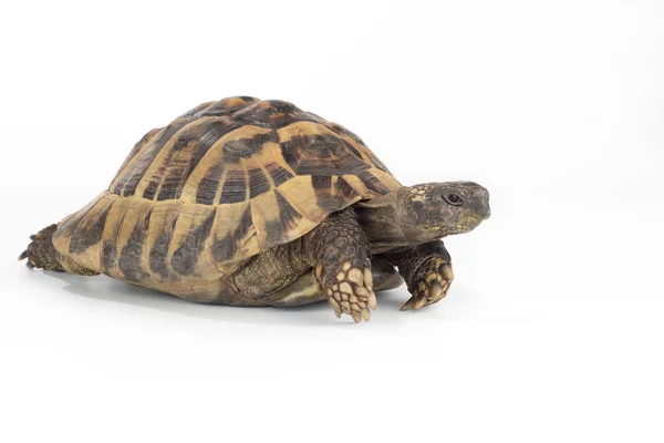 Greek land tortoise, Testudo Hermanni — Stock Photo, Image