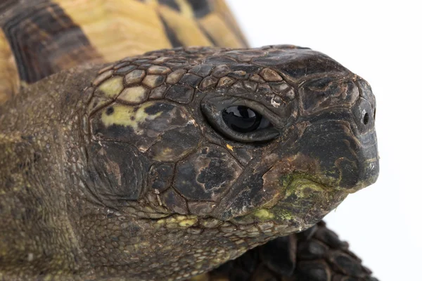 Cabeça de tartaruga close-up — Fotografia de Stock
