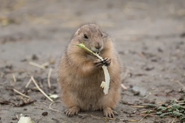 Prairy hond eten — Stockfoto