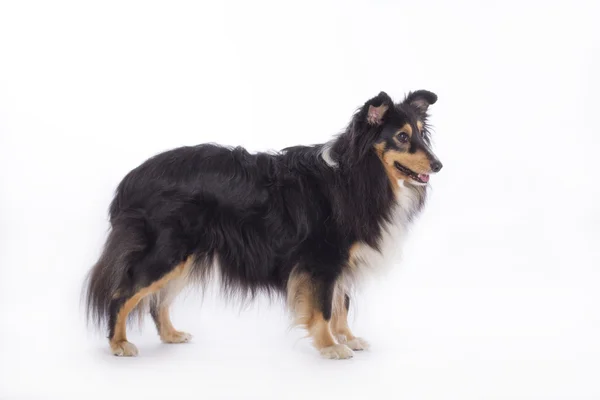 Sheltie, izolované — Stock fotografie