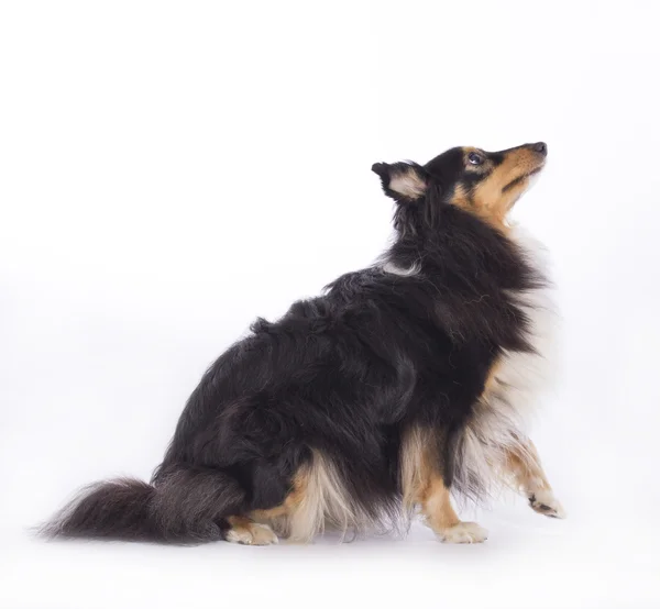 Hond, Shetland Sheepdog, geïsoleerd — Stockfoto