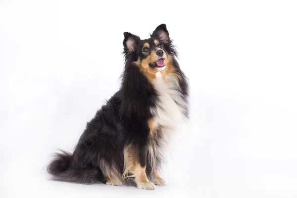 Shetland Sheepdog, isolado — Fotografia de Stock