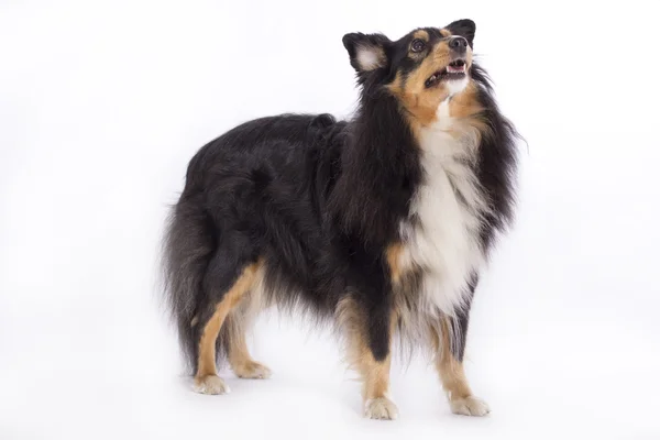 Shetland Sheepdog, isolado — Fotografia de Stock