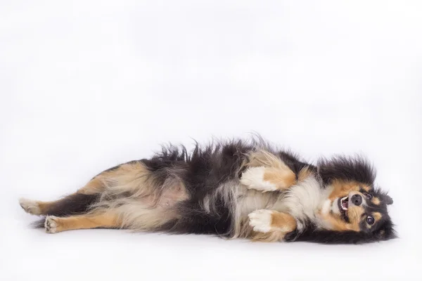 Shetland Sheepdog, geïsoleerd op witte achtergrond — Stockfoto