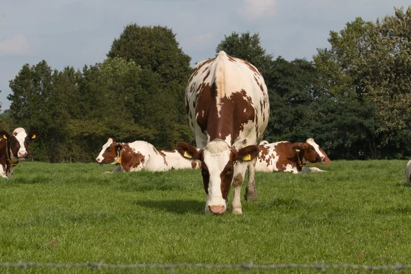 Vacas marrons e brancas em pastagens — Fotografia de Stock