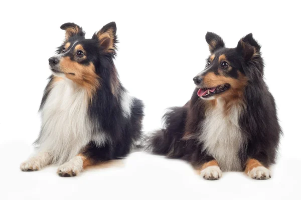 Due Shetland Sheepdogs posa, isolato — Foto Stock