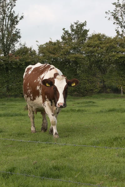 Коричневий і білий корів у пасовища — стокове фото